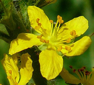 Flor de Agrimony, uma das essências de Bach